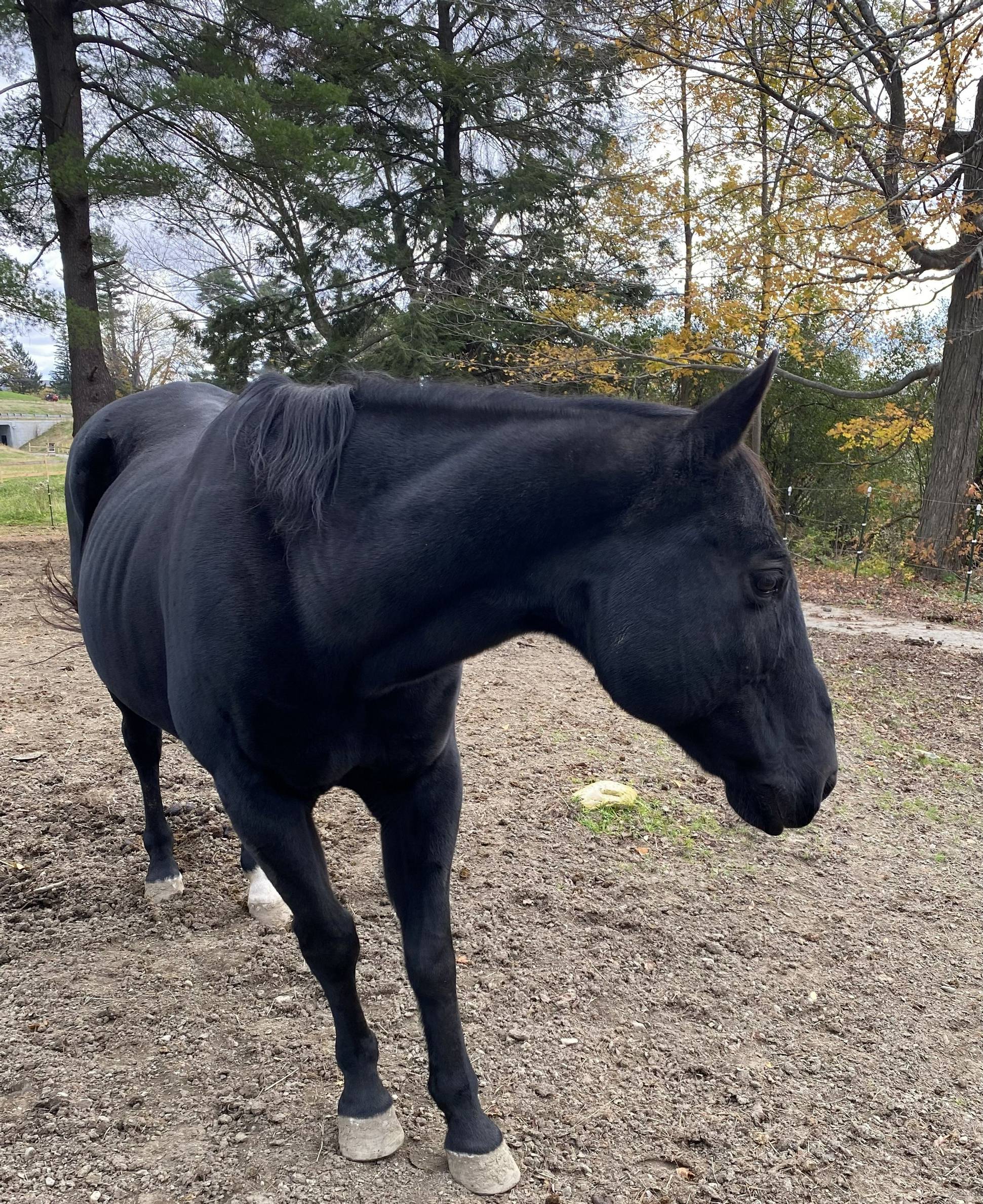 Horse at Miraval Berkshires